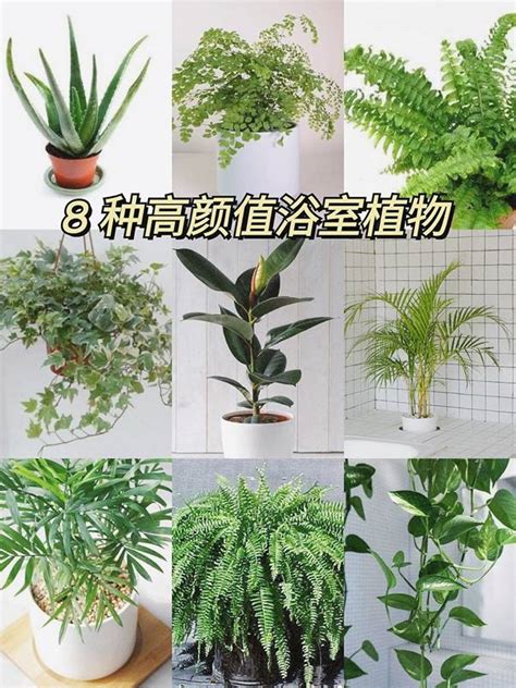 好養植物